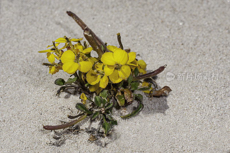 Erysimum menziesii是墙花的一种，俗称墙花。这种罕见的植物只在加利福尼亚海岸线上的三个地区，即洪堡县、门多西诺县和蒙特利县的海滩沙丘栖息地中被发现。